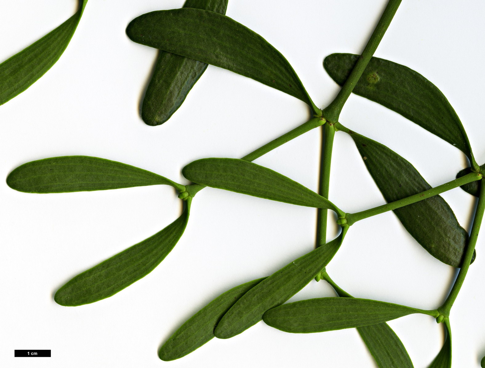 High resolution image: Family: Santalaceae - Genus: Viscum - Taxon: album High resolution image: Family: Santalaceae - Genus: Viscum - Taxon: album